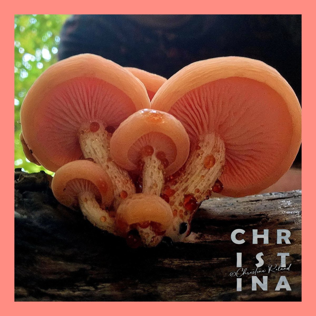 #KleurInDeNatuur dag 25 #Zalmroze rgb254 141 131. Je kunt de kleurstof maken met oreganobloemen en appelblad.  Zie alt-tekst voor uitleg over de foto