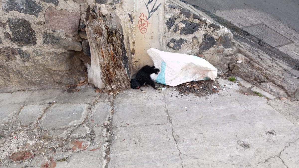 tey_rom's tweet photo. Solicitamos a la @ALaMagdalenaC atender el levantamiento de 2 cachorros sin vida que fueron arrojados el día de hoy a la vía pública (se desconoce a los responsables). 
Cda Amapola esquina calle Amapola, entre Capulines y Loma Linda col El Tanque. https://t.co/pkvAMGi7wh