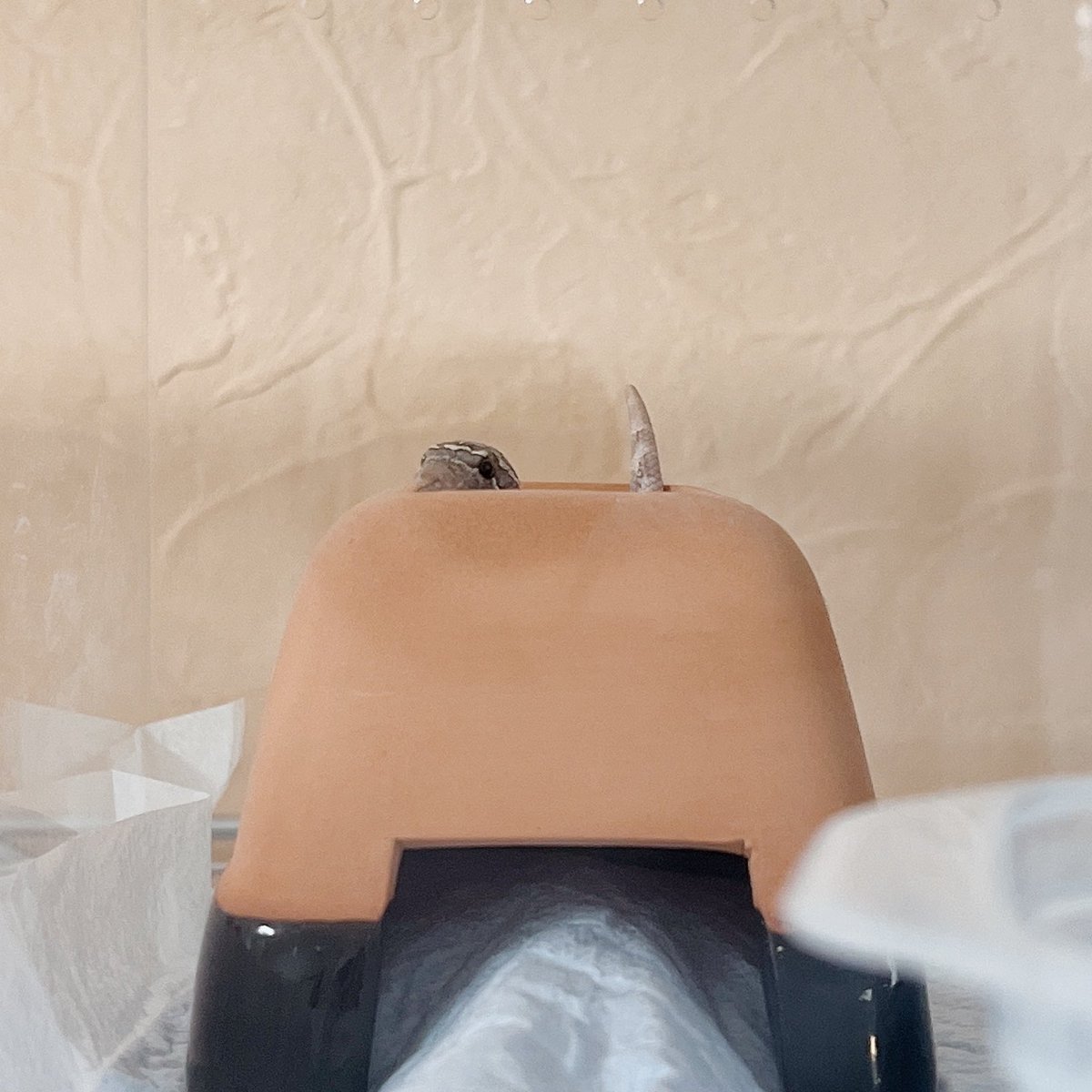 蟬丸 (@s2semimaru) / Posts / X