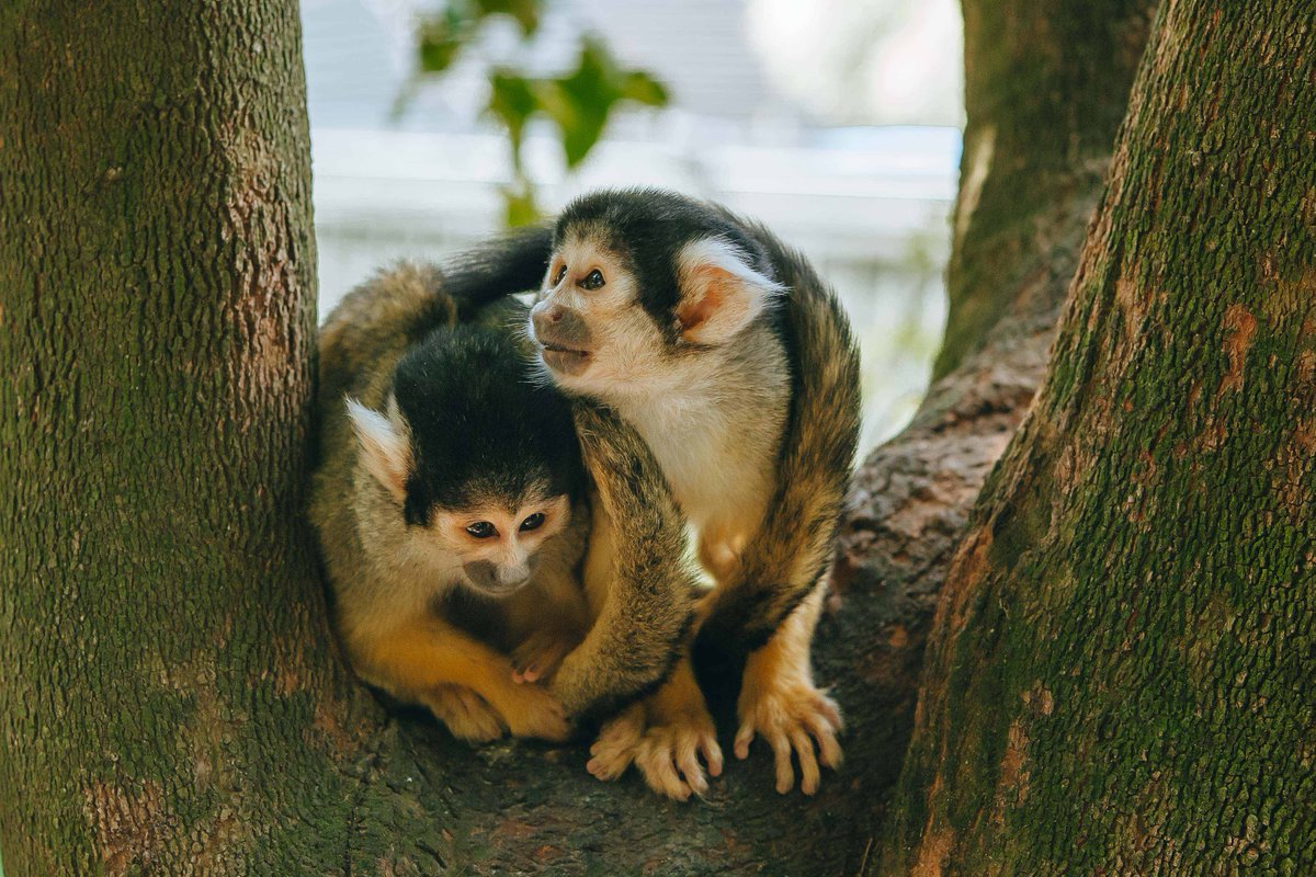 aucklandzoo's tweet photo. Did you know squirrel monkeys have the largest brain-to-body ratio of any primate - including humans? 🐒 Next time you visit, see how many squirrel monkeys you can spot! https://t.co/9KzUUkRlih