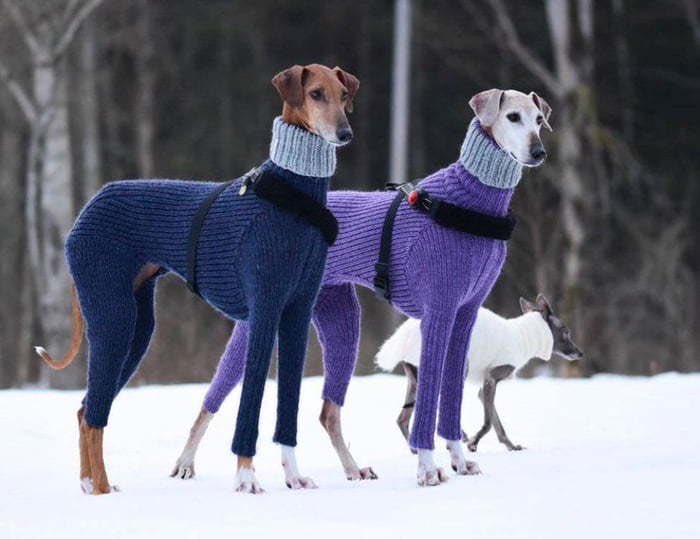 Colmsnow's tweet photo. @foxiiBebe Very fashionable. https://t.co/mTExnqaCGU