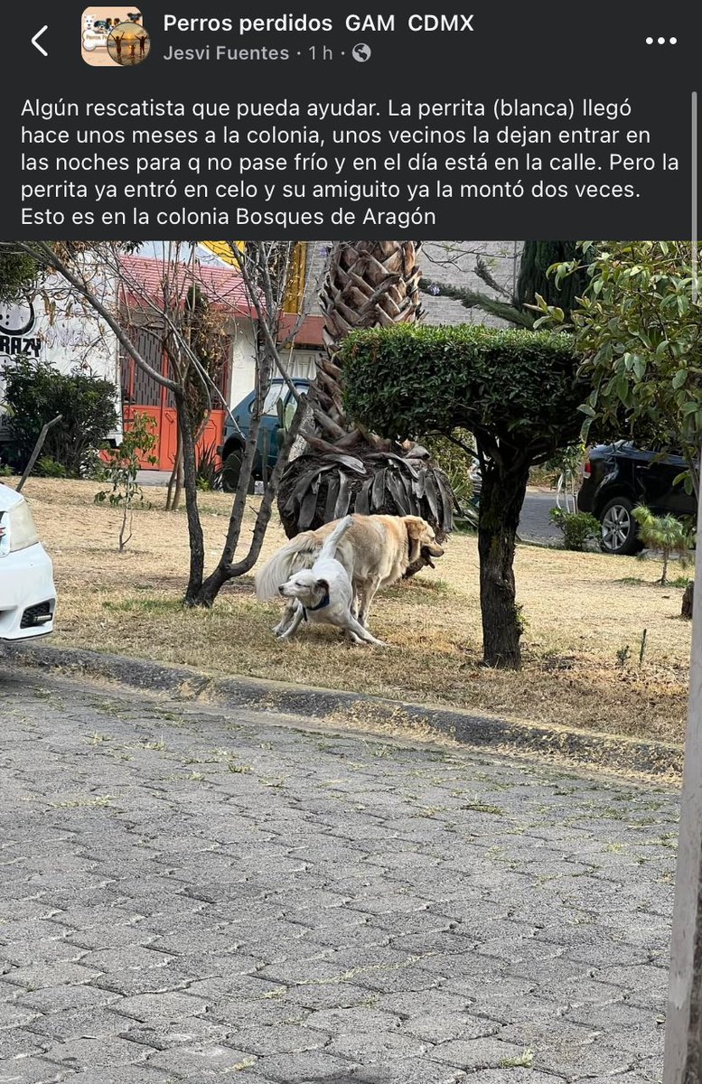 Mabell58915473's tweet photo. ⁦@paseoscaninosba⁩  ⁦@TuAlcaldiaGAM⁩ https://t.co/UmejtxAD1e