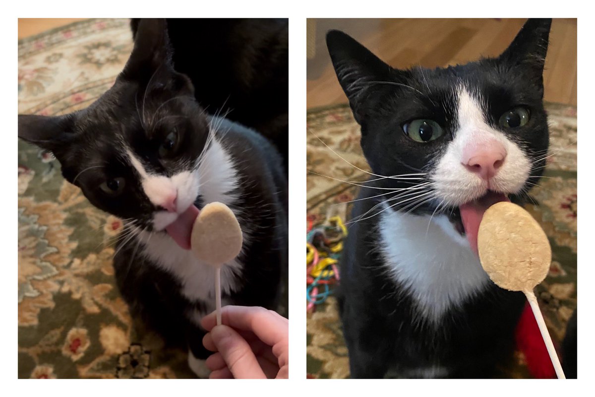 TheSweetLifeof5's tweet photo. Enjoying their chicken flavored Easter egg pops!😝😻🤍🖤 https://t.co/ehobMpc5EN