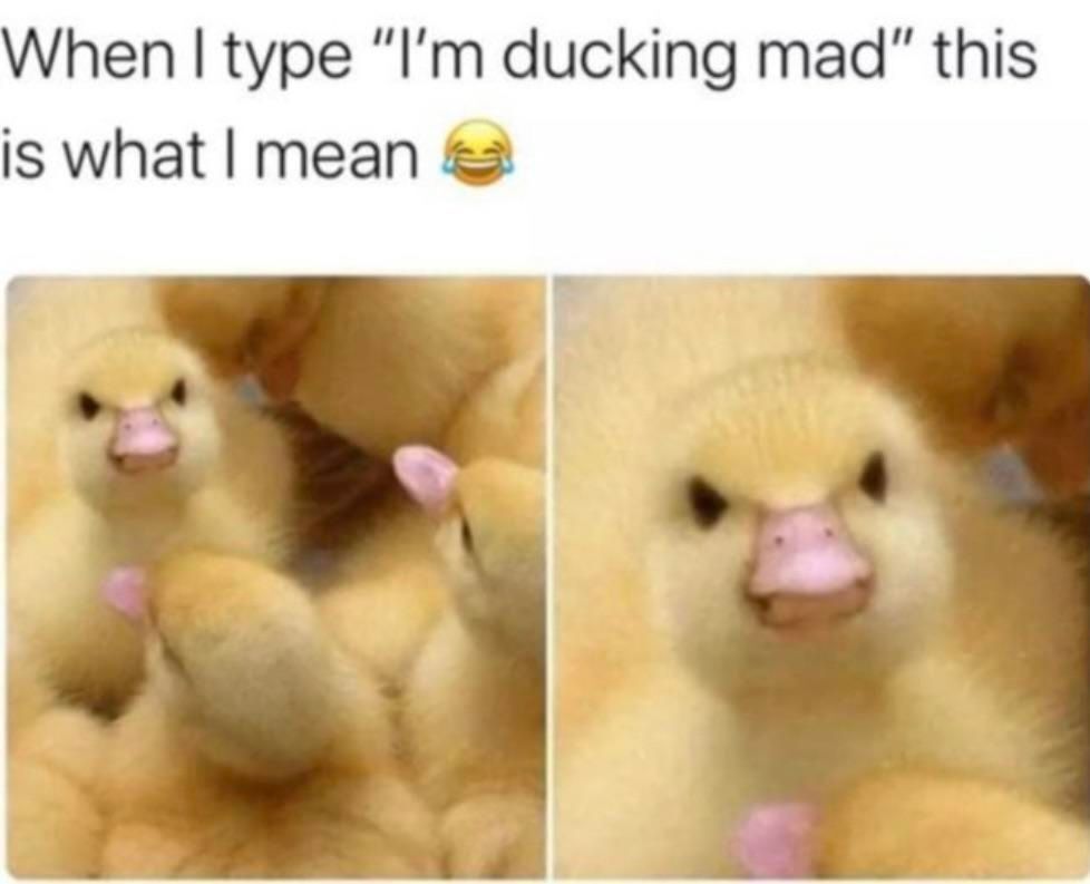 WholesomeMeme's tweet photo. https://t.co/wm2pf16ANx