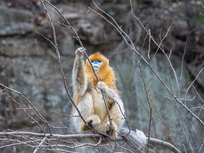 FreshChangan's tweet image. Along National Highway 108 in #Foping, #Shaanxi, golden snub-nosed monkeys descend for food, freely moving through roadside woods. The #Qinling Mountains, as China&apos;s crucial ecological barrier, remain vital habitat for wildlife.  #ShaanxiEcology @HanZoneCN  （source: CNWEST）