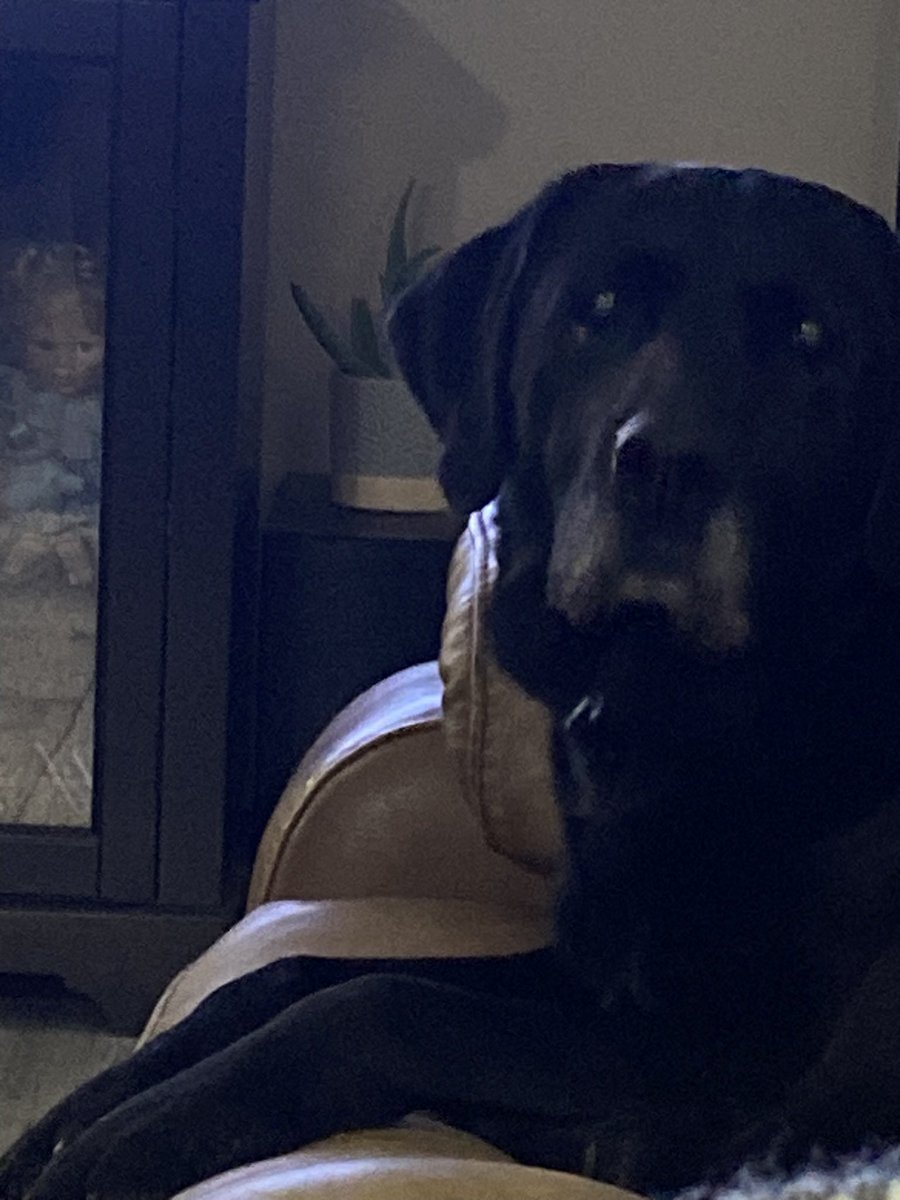 Well, today was a tough one for our family! We had to put down our Mr Fisher.  I wish you could have stayed a little longer to get in your last swim this summer but you had different plans. I had a feeling when you gave me a big hug last night it could be our last. Miss you