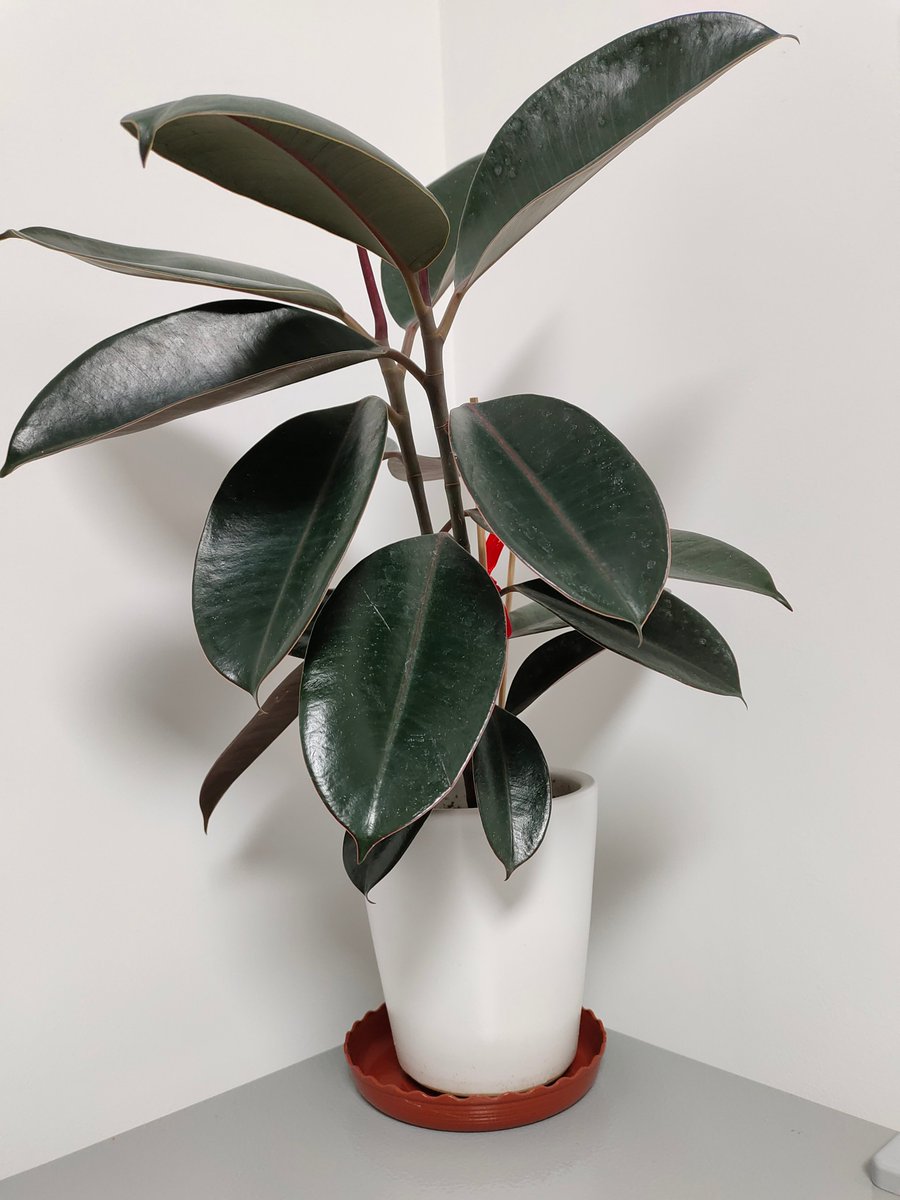 黑金刚 刚换的土 希望它茁壮成长