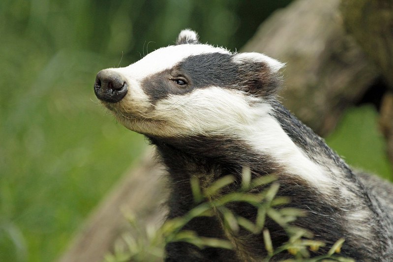 HourlyBadgers's tweet image. [🔗](api.tinyfox.dev/hourly/badger/…)