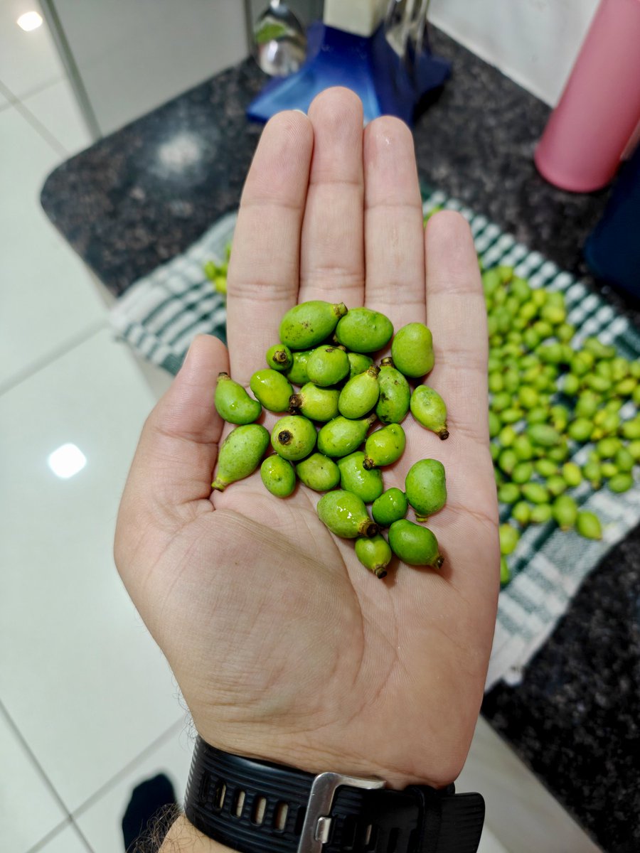 Chiragkapuriya's tweet image. Nature’s tiny treasures! The taste of summer is on its way! 🥭☀️ #KesarMango #MangoFarm