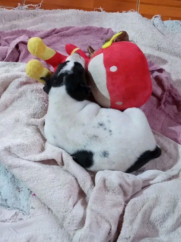 ท่านอนน้องหมา