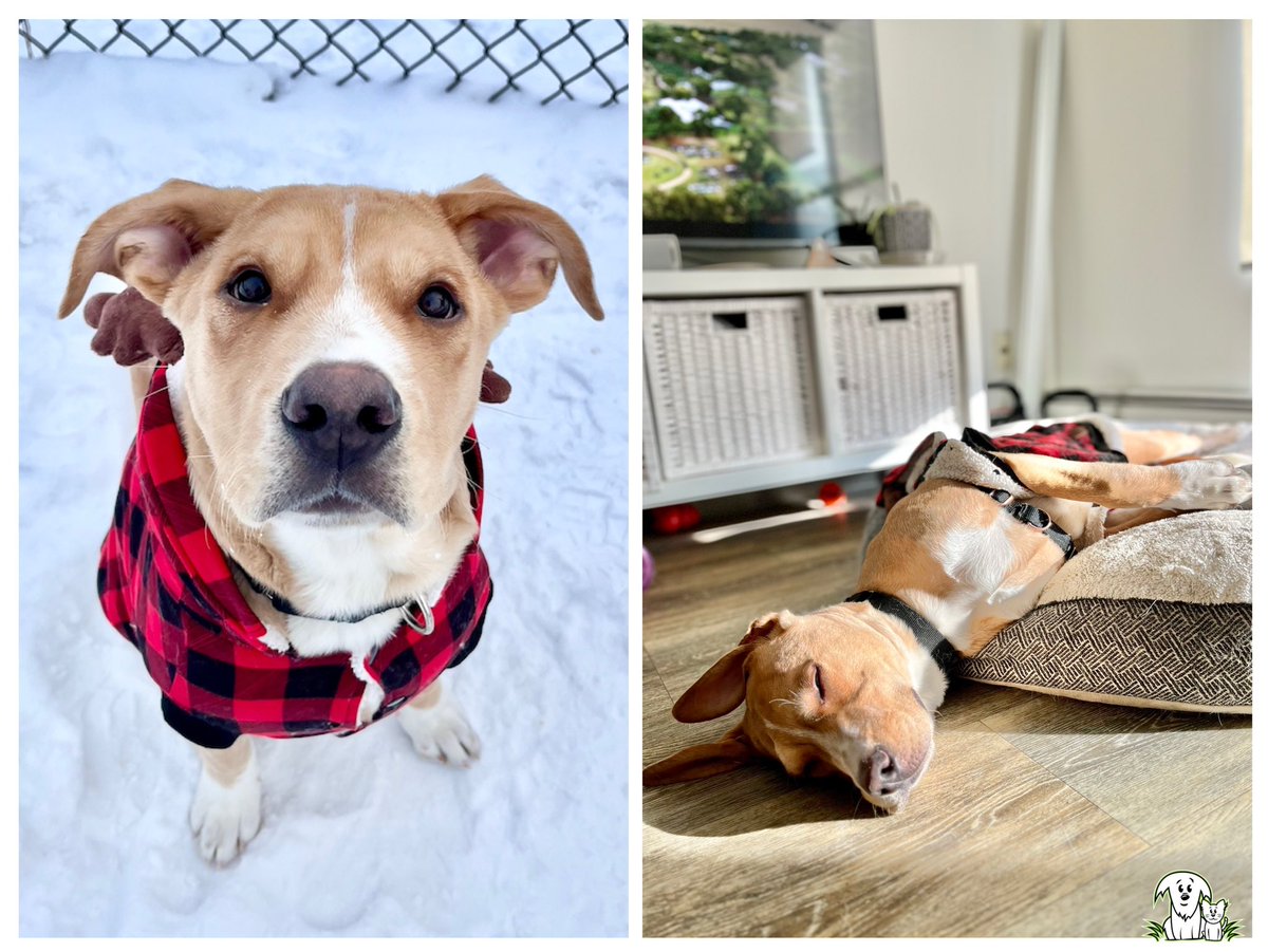 Bodo is a fun-loving and curious boy who’s ready to find a home! 🐶🐾
He loves to play indoors and out, but doesn’t like the cold. 🥶
He still has lots of pup energy, and is looking for a family to help him learn all the dog stuff! 🥰
Check him out at aarcs.ca/animal/a200019…!