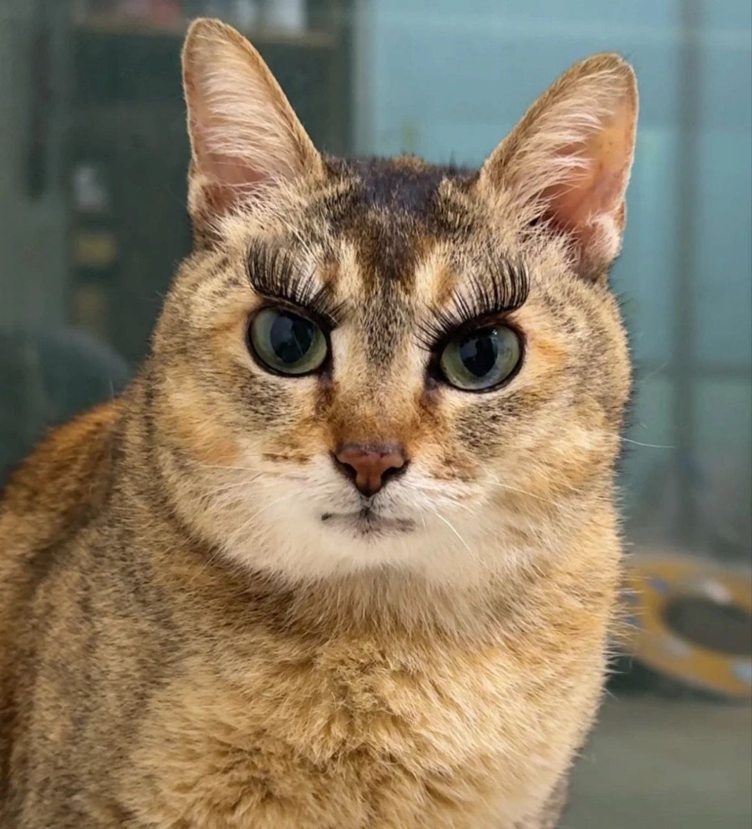 Robute Guilliman tweet media