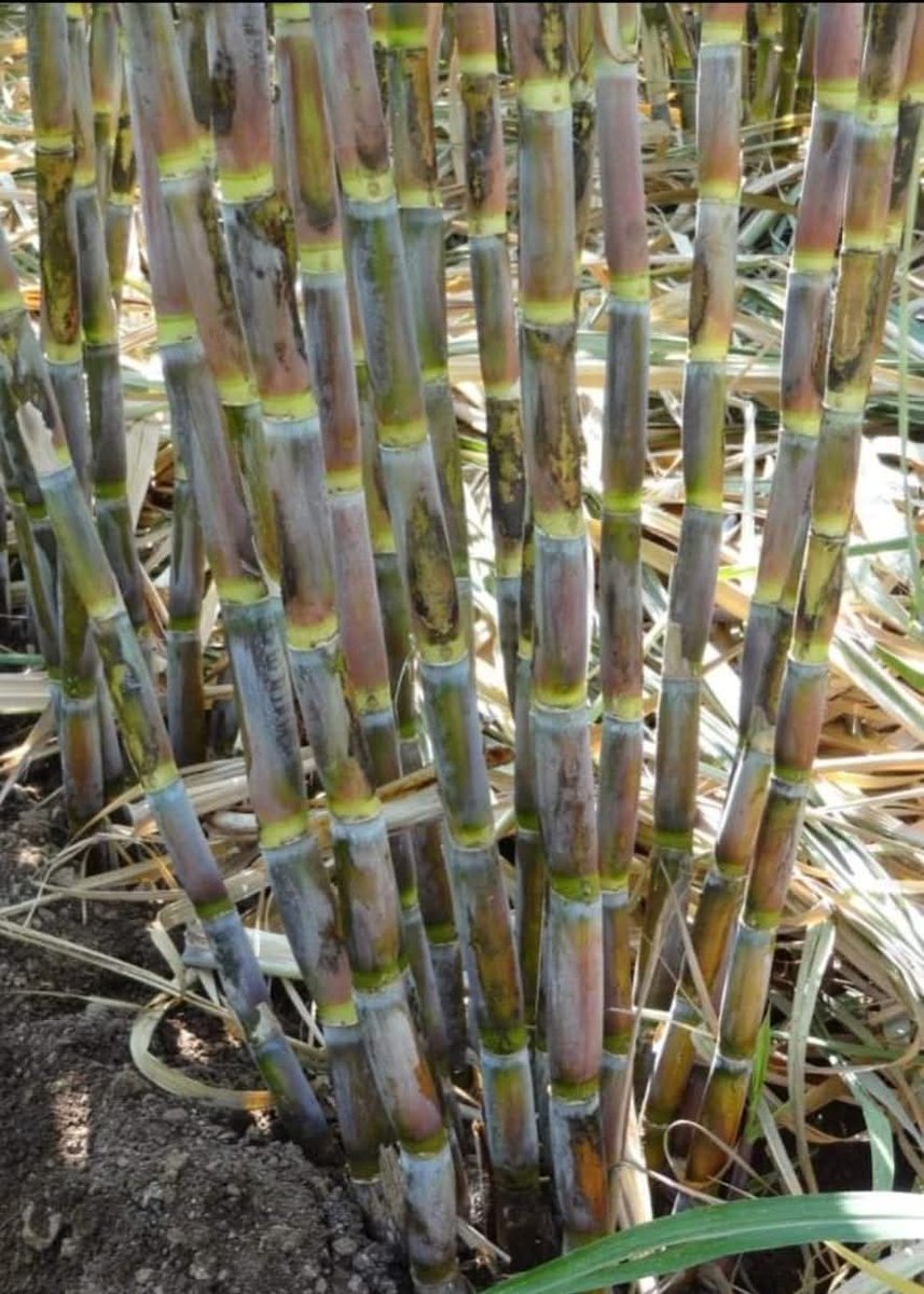 BDJade1's tweet image. Nobody is aware of hidden hunger in Sugarcane. Why productivity of Sugarcane is low even more water n fertilizers used? Needs to think Out of Box.
 In severe cases, hidden hunger in sugarcane can reduce total yield by 30%– 50%, impacting both tonnage and sugar recovery.
#AjitJisl