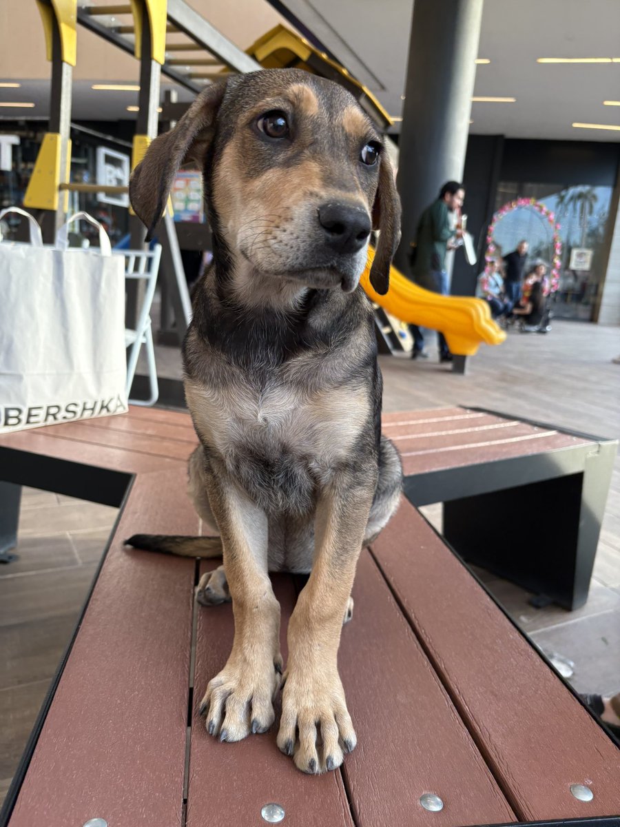 Ayer tuvimos una feria de adopción en plaza 4 Ríos y ahí abandonaron a esta pequeñita 🥺, se veía enfermita y triste, obviamente nos la llevamos y ahora estamos buscando padrinos para todo su tratamiento. 🥺 Si gustas sumarte, avísanos por favor.