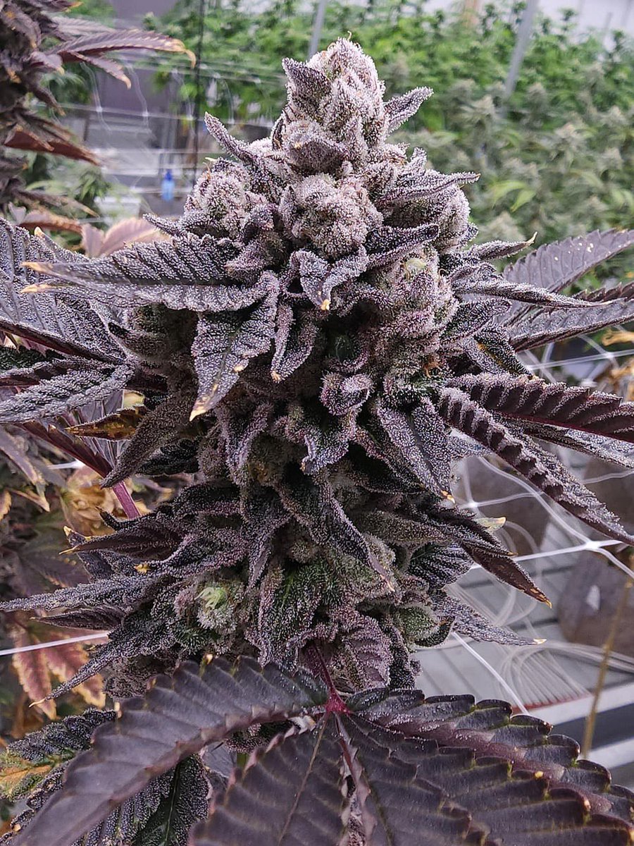 OGRascalGas's tweet image. Any name ideas?