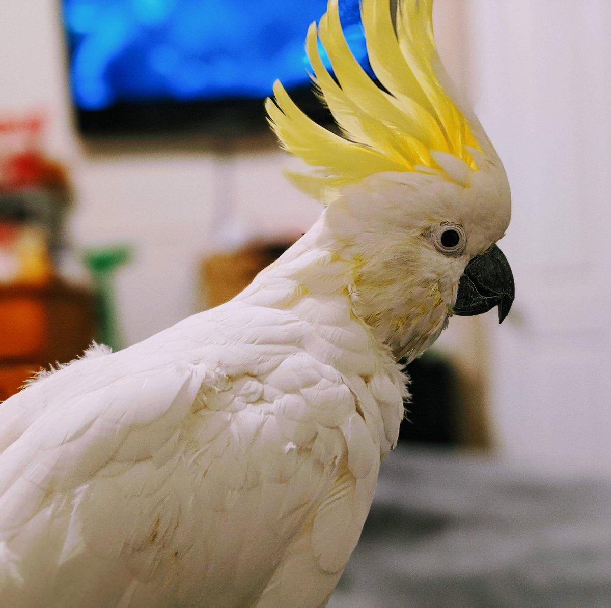 Kendra_Whisp's tweet photo. Charly would have been 30 years old today. I miss her every day. #cockatoo #parrot #sulphercrestedcockatoo https://t.co/70caid6f4b