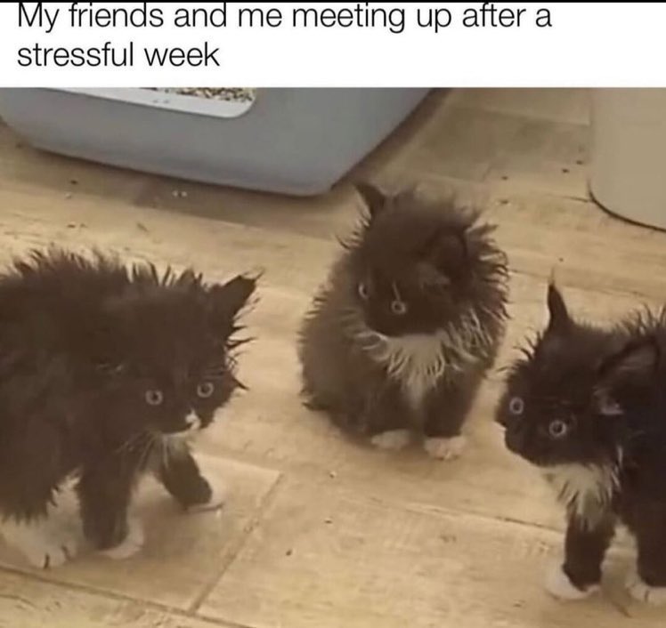 CatWorkers's tweet photo. https://t.co/OHtlCciuhF