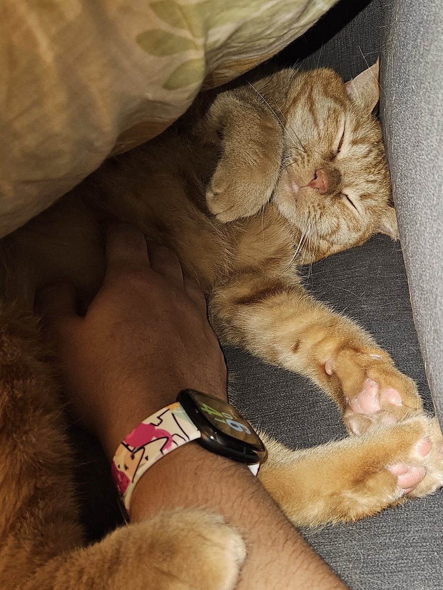 How a naughty lion sleeps.. hint: under a pillow and with tons of belly rubs!