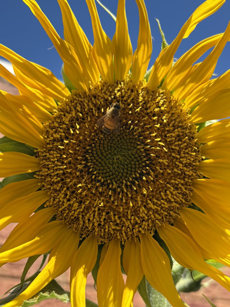 Sunflowers and bees ❤️🌻🐝