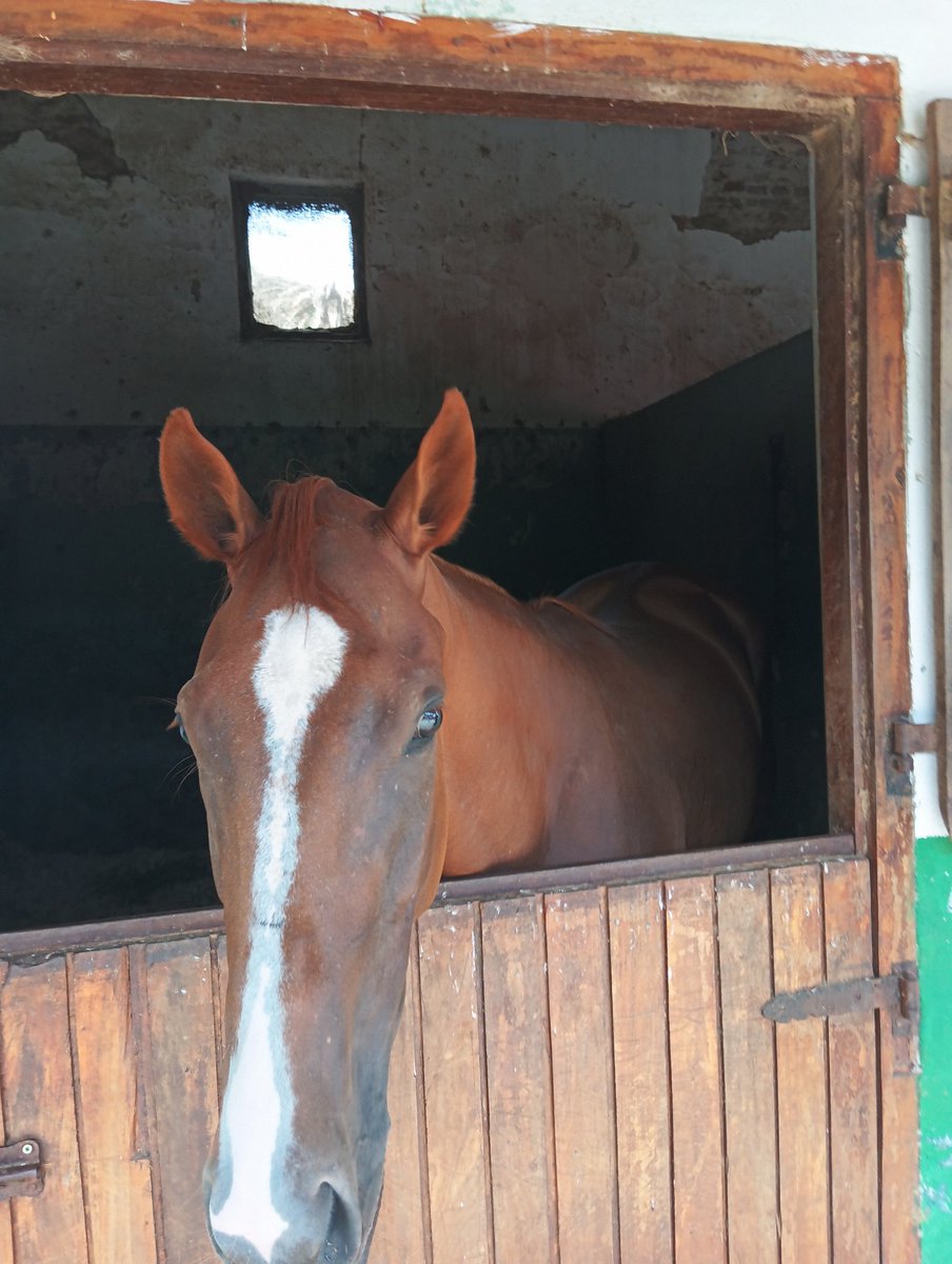 El domingo volvemos al jerárquico de <a href="/HipodromoUY/">Hipódromo de Maroñas</a> !
Alegría es poco lo que se siente nuevamente!!!
Ilusiones y sueños concretados!!
Vamos Abuela Mecha vamos!!