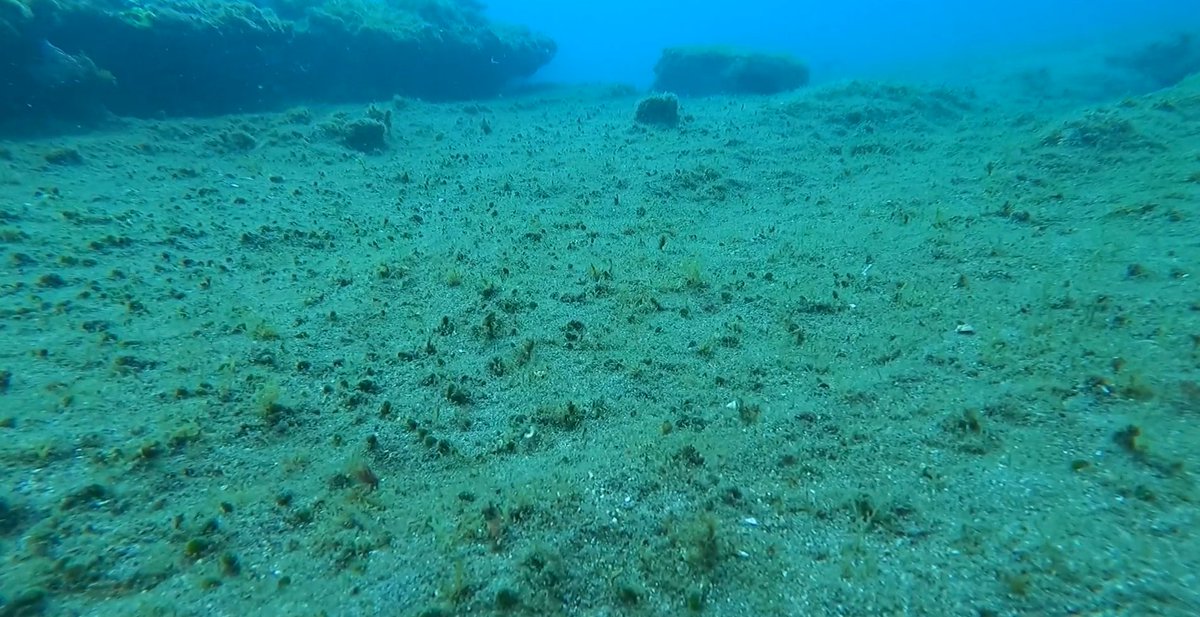 New Paper out led by MsC Student Mar Mourin. Unraveling spatial drivers of turf sediment properties in GC Island <a href="/ECOAQUA_ULPGC/">ECOAQUA</a> <a href="/ulpgcresearch/">ULPGC Research</a> 

doi.org/10.1016/j.mare…