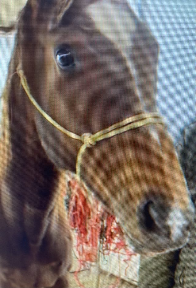 RACEFund's tweet photo. 🆘‼👉Update! We are at $825 raised for Havingafit aka Bambi so far. We still need to raise $2175 more to reach goal. Please consider a donation to help us help her. Our PayPal Donation link is https://t.co/f4mK1gbrLN
Thank you. https://t.co/c9cdqa62Cp