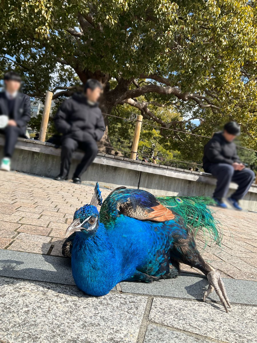 クスノキ前で受験生を応援しています