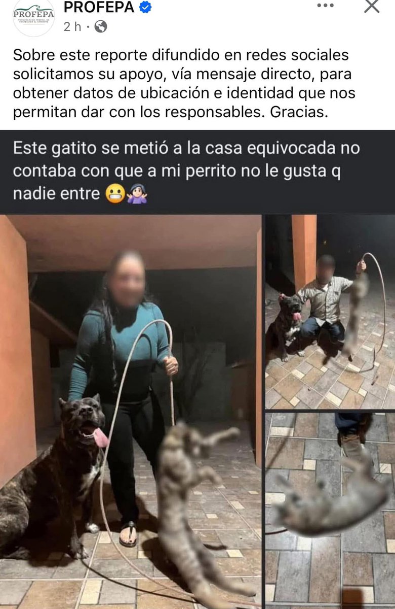 DelMontonAL's tweet photo. Cuando sientes que eres inteligente al mostrar tu estupidez.
Si alguien sabe algo, ya están indagando. 
Ayuden difundiendo.
@Mr_Civico @MeowWorkshop @adn40 @AztecaNoticias @gatitosasalvo https://t.co/KcEIJLAzT9