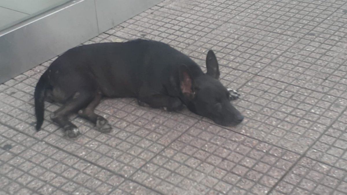 DefensoresAn's tweet photo. #Guayaquil
Esta perrita ha estado varios días afuera del @malldelsur 
En nuestra publicación anterior la dueña la vio y ahora ella pide de favor si alguien la ve se comunique al 0979866929, ella ha ido varias veces a buscarla pero no la encuentra.
Favor máxima difusión. Gracias https://t.co/VBZ4LjldBG