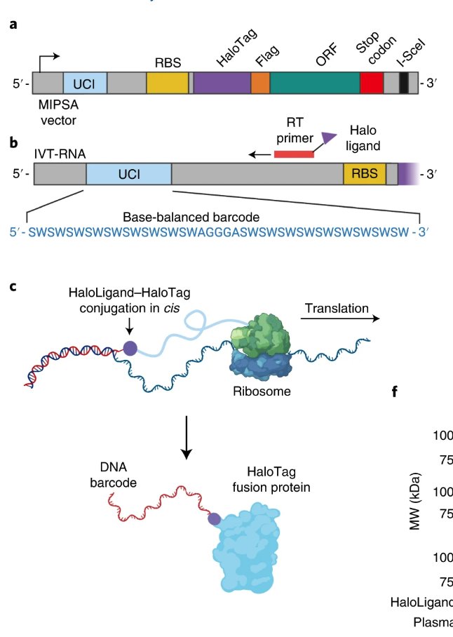 Kenny Workman (@kenbwork) on Twitter photo Proteins are still pretty hard to measure.
Traditional approaches (e.g., phage, yeast, ribosome display) rely on DNA barcodes + NGS, but face throughput constraints + quirks.
Infinity Bio has created a "self-assembling" DNA-barcoded  libraries. The goal: screen drugs against Proteins are still pretty hard to measure.
Traditional approaches (e.g., phage, yeast, ribosome display) rely on DNA barcodes + NGS, but face throughput constraints + quirks.
Infinity Bio has created a "self-assembling" DNA-barcoded  libraries. The goal: screen drugs against