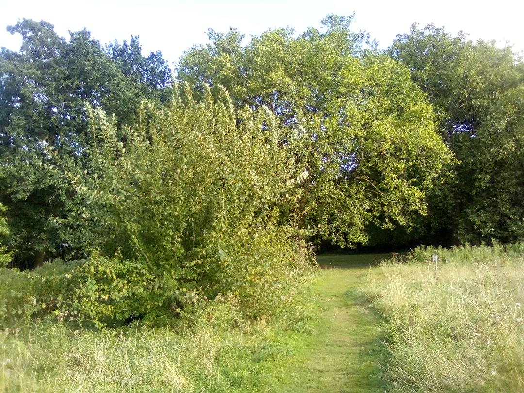 SPUGHackney's tweet image. Volunteers help to look after Springfield Park and Clapton Common helping our community. Big thanks to our dedicated @hackneycouncil Parks Staff and thanks to @SPUGHackney Secretary @sartain_stephen for these fantastic summer pictures: Please visit and enjoy our beautiful park