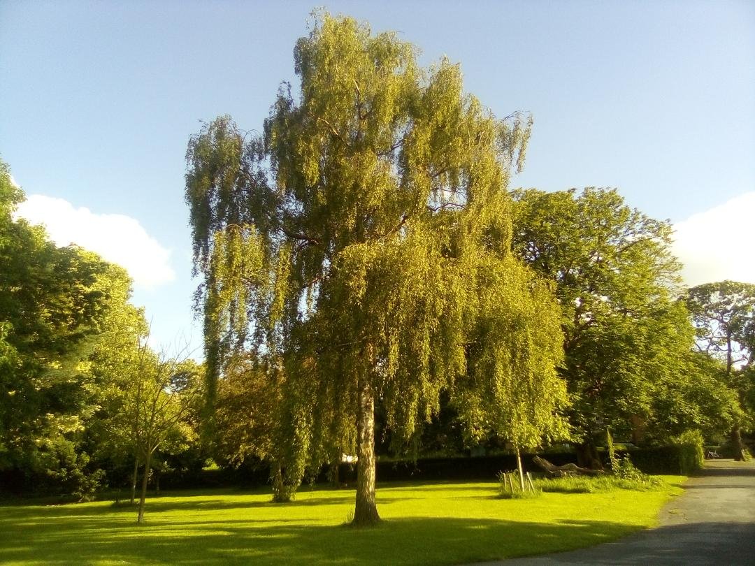 SPUGHackney's tweet image. Volunteers help to look after Springfield Park and Clapton Common helping our community. Big thanks to our dedicated @hackneycouncil Parks Staff and thanks to @SPUGHackney Secretary @sartain_stephen for these fantastic summer pictures: Please visit and enjoy our beautiful park
