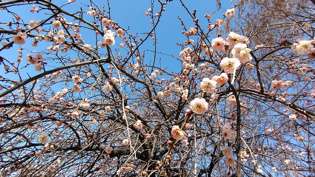 mnru08151's tweet photo. あけぼの山農業公園
梅の花…これから https://t.co/zNePDnBLFi