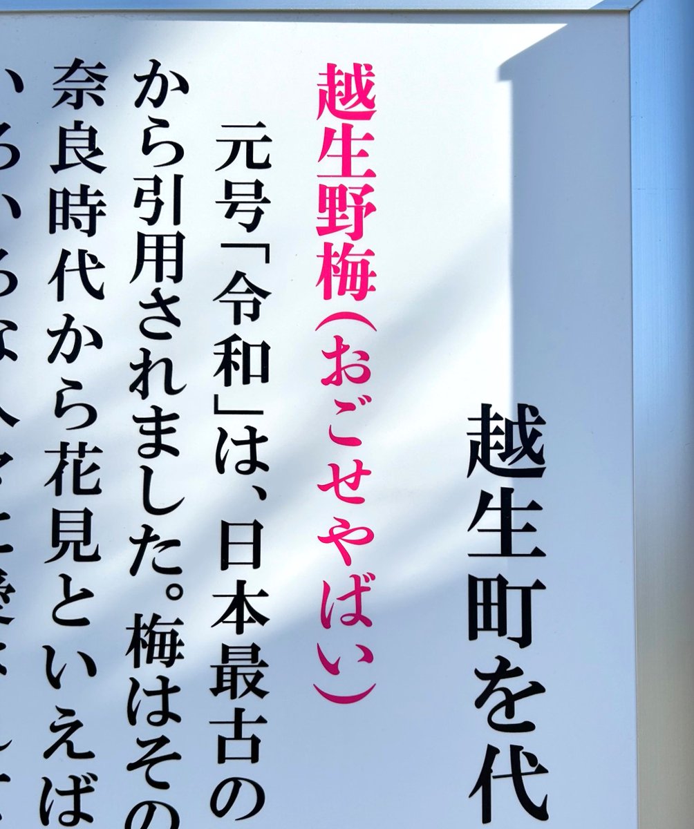 おごせやばい

#越生野梅 #おごせやばい