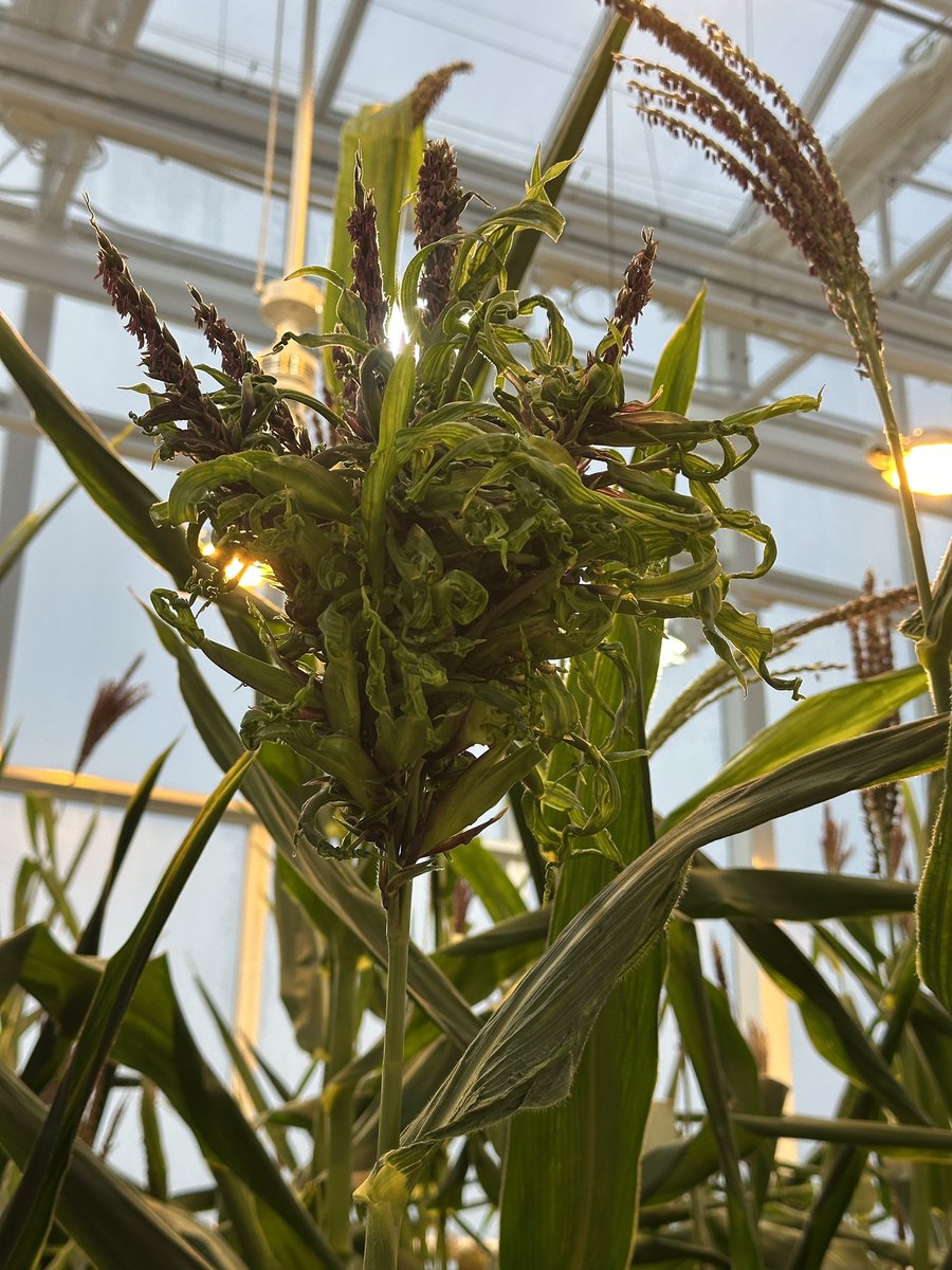 Multitasking: Vegetative and reproductive stages in one place (courtesy of photoperiod modifications)