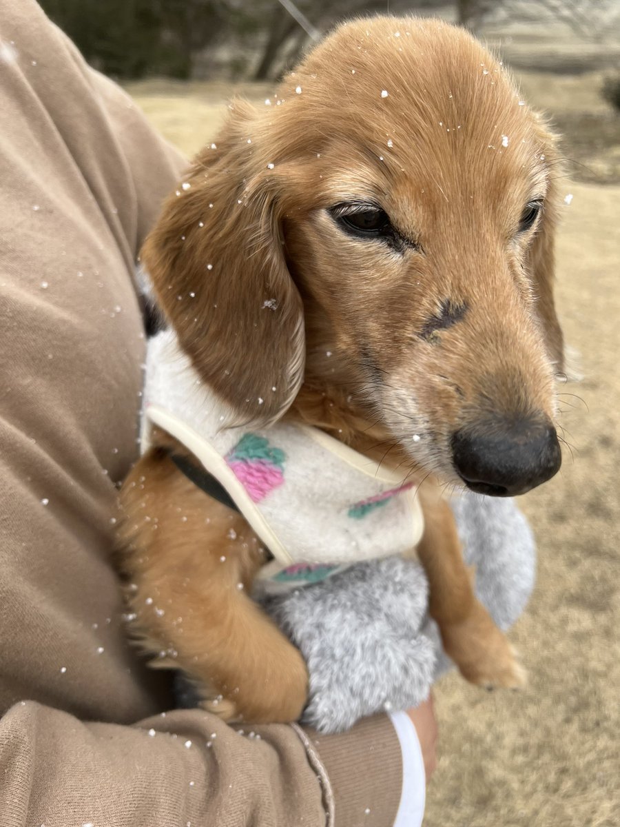 panchanO911's tweet photo. 雪の中キャンプしてきたわ https://t.co/8Dys7QKfkp