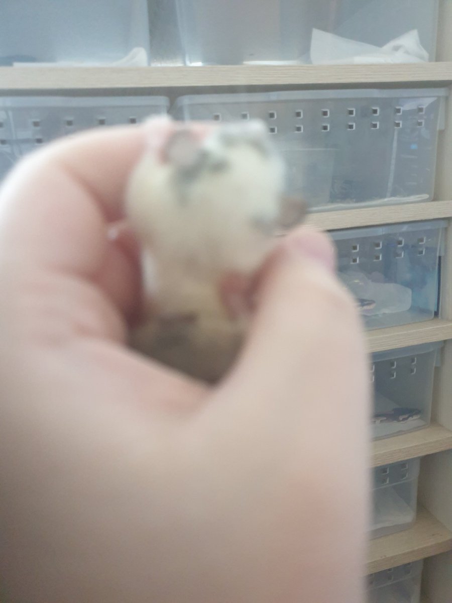 설무_파충류집사 (@solmu_s) on Twitter photo 