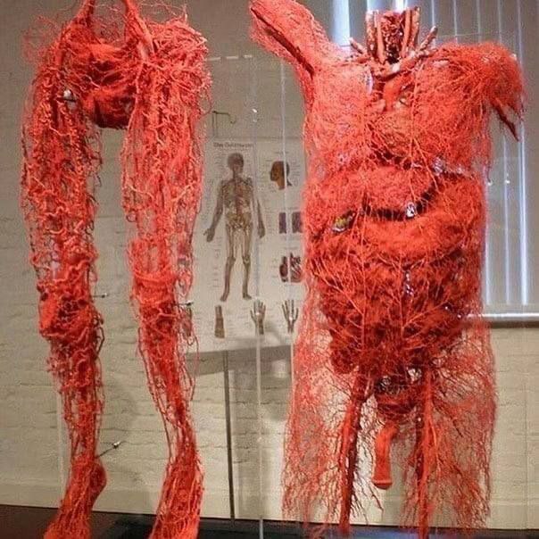 Smart1Doctor1's tweet image. The human circulatory system ❤️.
.
.
.
.
#CirculatorySystem #HumanAnatomy #HeartHealth #BloodCirculation #CardiovascularSystem #Anatomy #HealthEducation #BloodVessels #HeartFunction #Wellness #MedicalScience #Physiology #HealthAwareness #LifeBlood #BodySystems