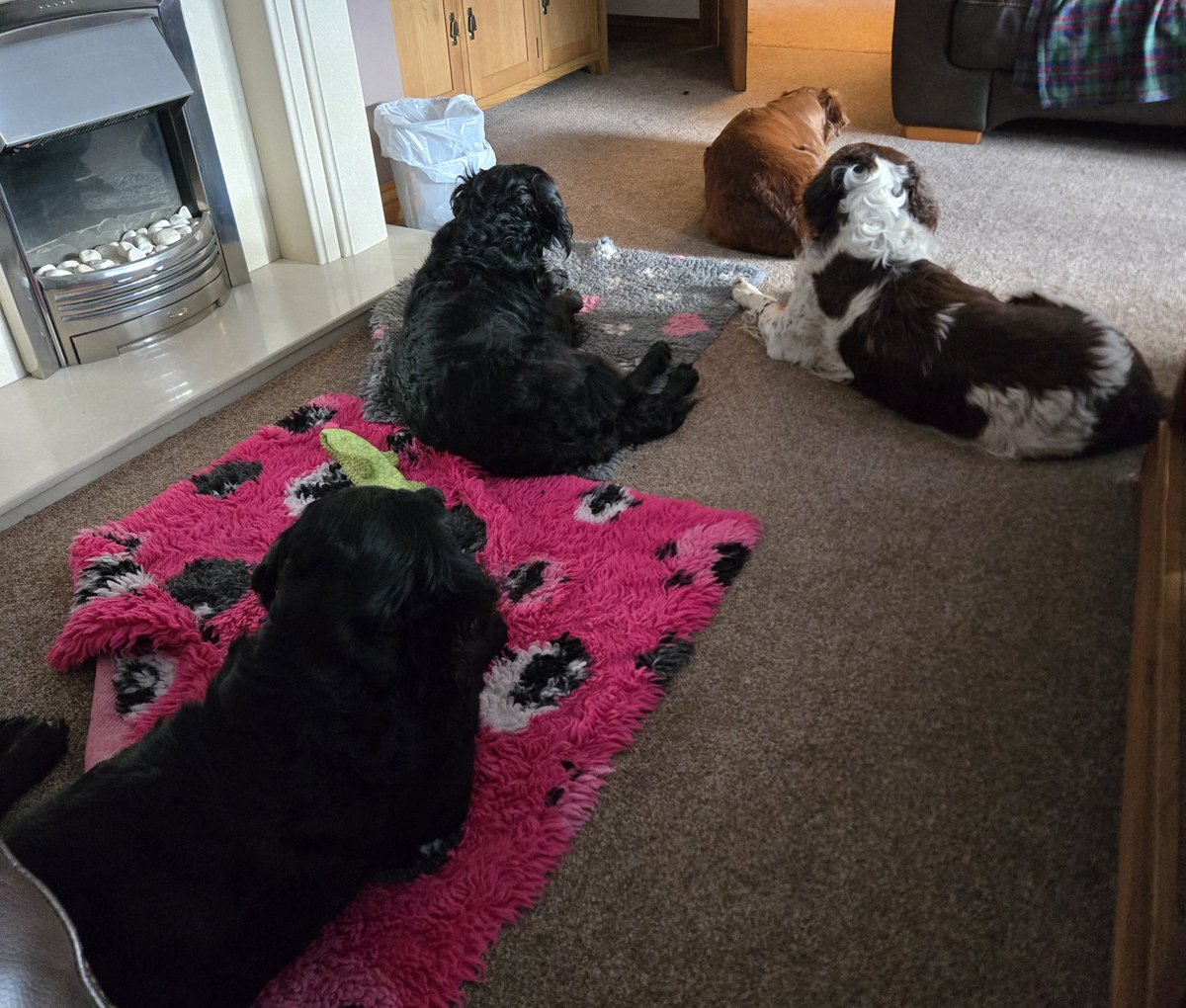 SpringerSaint's tweet photo. The gang are conserving their energy for fun on the beach later with @ilkleymax #Beserkshuns 😄 https://t.co/ar92JbxILs