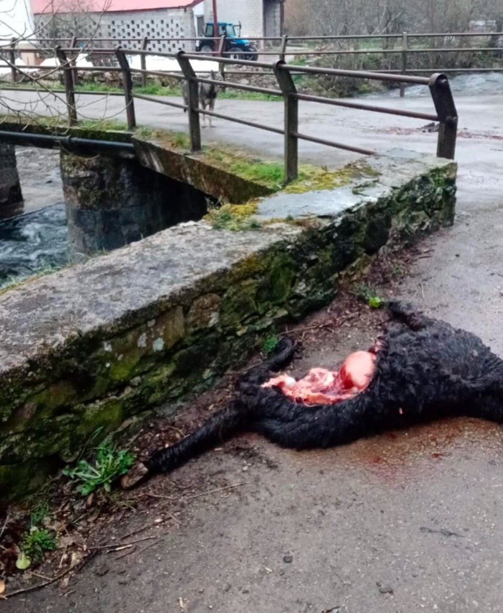 Todos los días mata el lobo, anoche en #saja. El lobo ha perdido el miedo al hombre. 

<a href="/Vox_Cantabria/">VOX Cantabria</a> @Vox_Parlacan 

#cantabria #lobo #ganaderos #ganaderia #cantabriainfinita