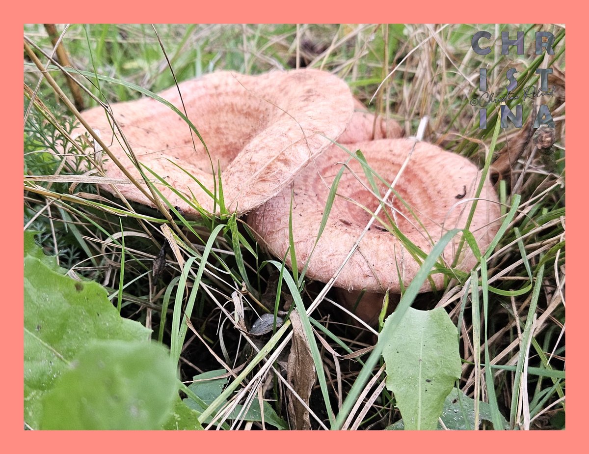 #KleurInDeNatuur dag 25 #Zalmroze rgb254 141 131. Je kunt de kleurstof maken met oreganobloemen en appelblad.  Zie alt-tekst voor uitleg over de foto