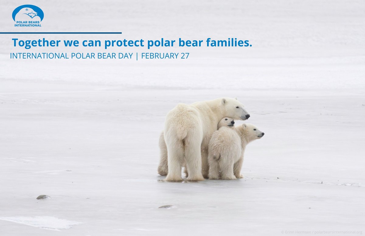 💙🐻‍❄️ in 2 days time #internationalpolarbearday