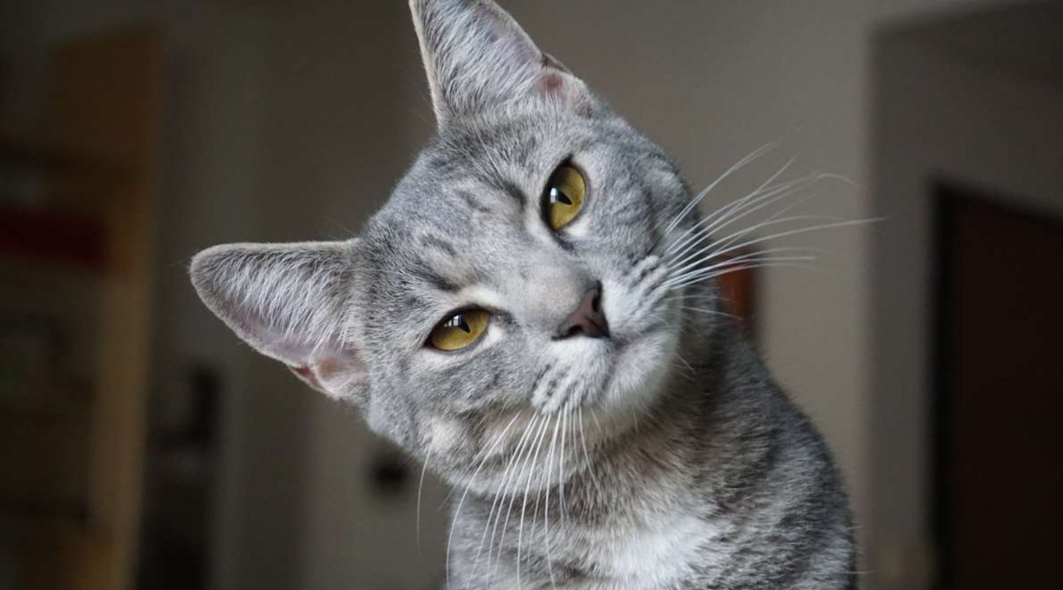 la2_tve's tweet photo. 🐈 Tradicionalmente, en España, a los gatos se les atribuyen siete vidas, pero el número de vidas gatunas depende de las distintas tradiciones culturales; así, en los países anglosajones tienen nueve vidas y, según las leyendas turcas y árabes, tienen seis.

#SaberYGanar https://t.co/1449wPNZwx