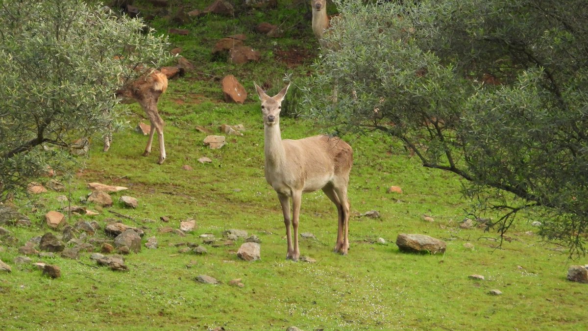 AITOR_SANZ's tweet photo. Parque Nacional de Monfragüe 🌳🦅 https://t.co/74moBWw647