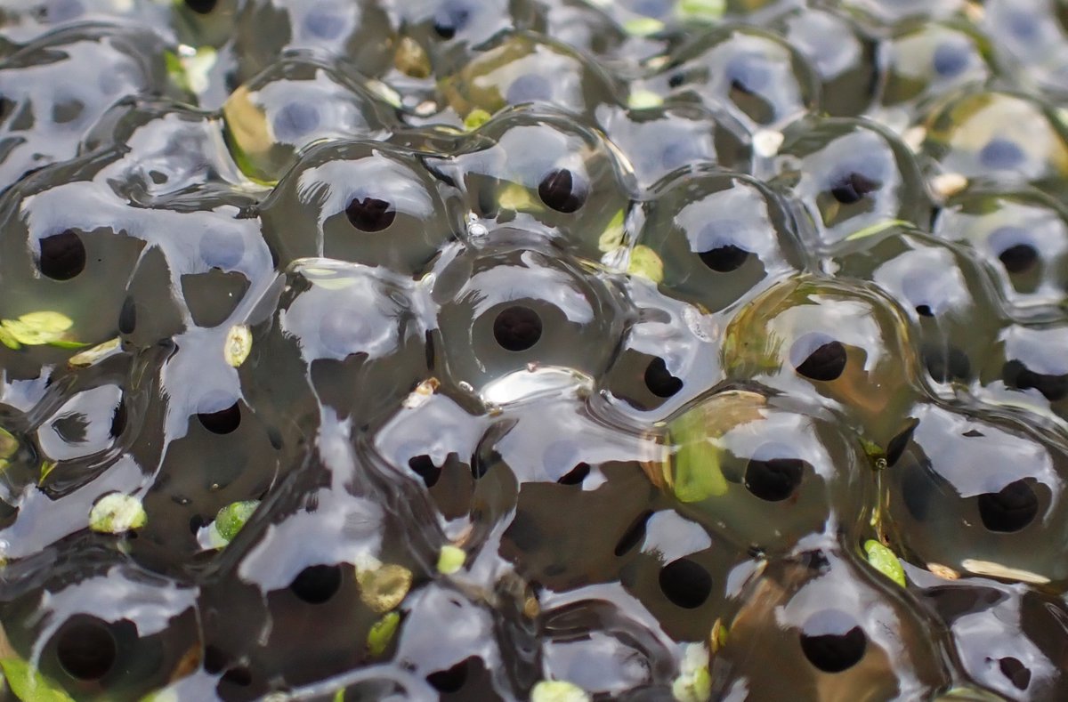 WildlifeDales (@wildlifedales) on Twitter photo The frogs have been busy in our wildlife pond over the weekend 🐸🐸
Have you spotted any #frogspawn yet? Report your sightings on the <a href="/Freshwaterhabs/">Freshwater Habitats Trust</a> #spawnsurvey!
freshwaterhabitats.org.uk/advice-resourc… The frogs have been busy in our wildlife pond over the weekend 🐸🐸
Have you spotted any #frogspawn yet? Report your sightings on the <a href="/Freshwaterhabs/">Freshwater Habitats Trust</a> #spawnsurvey!
freshwaterhabitats.org.uk/advice-resourc…