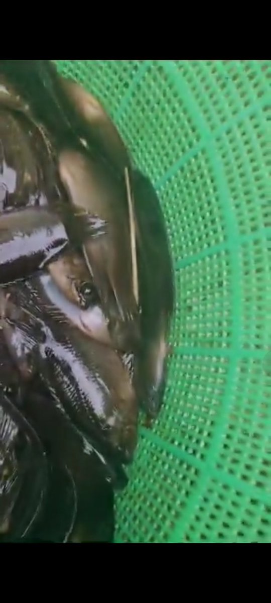 ivanpurba1414's tweet photo. Selasa (25/2). Ivan Purba, di KUB OLAK LANCAR, Ds  Olak. Kec. Sungai Mandau, melaporkan hasil tangkapan ikan Kepar 15 Kg, harga jual 15000/Kg dengan alat tangkap Bubu. bulan Februari 2025
#GiatLuhkanSatminkalMedan 
#Siak
#Tangkap https://t.co/k6FuEnTJTX
