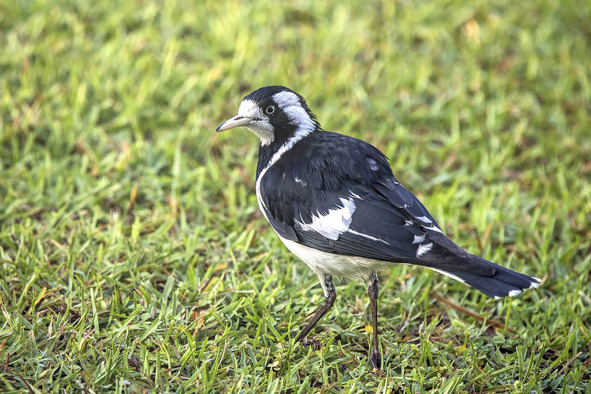 Christina Birnbaum PhD🍃 (@ch_birnbaum) on Twitter photo Yesterday during my ecology class time, a cute magpie lark (peewee) decided to join the class, had a bit of a wonder and “listen” about biotic interactions I was explaining, then calmly walked out.
Ecology in action! 🐦⬛😊
<a href="/ecologyUSQ/">Ecology & Environmental Science at UniSQ</a>
#teaching #university
📷 Wikipedia Yesterday during my ecology class time, a cute magpie lark (peewee) decided to join the class, had a bit of a wonder and “listen” about biotic interactions I was explaining, then calmly walked out.
Ecology in action! 🐦⬛😊
<a href="/ecologyUSQ/">Ecology & Environmental Science at UniSQ</a>
#teaching #university
📷 Wikipedia