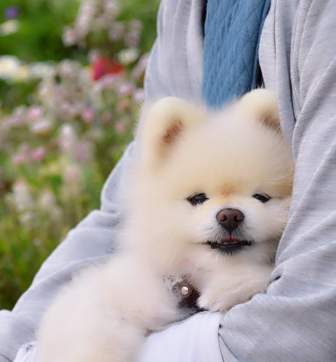 今日は「なななのか」
四十九日です

お散歩休憩の抱っこは気持ちよさそうで嬉しそうにしていて
一緒にいる何気ない毎日が幸せでした

長い間たくさんの応援ほんとうにありがとうございました
月命日にまたお会いできたらと思います
これから素敵な春をお過ごし下さい

松本 チャッピー
家族一同