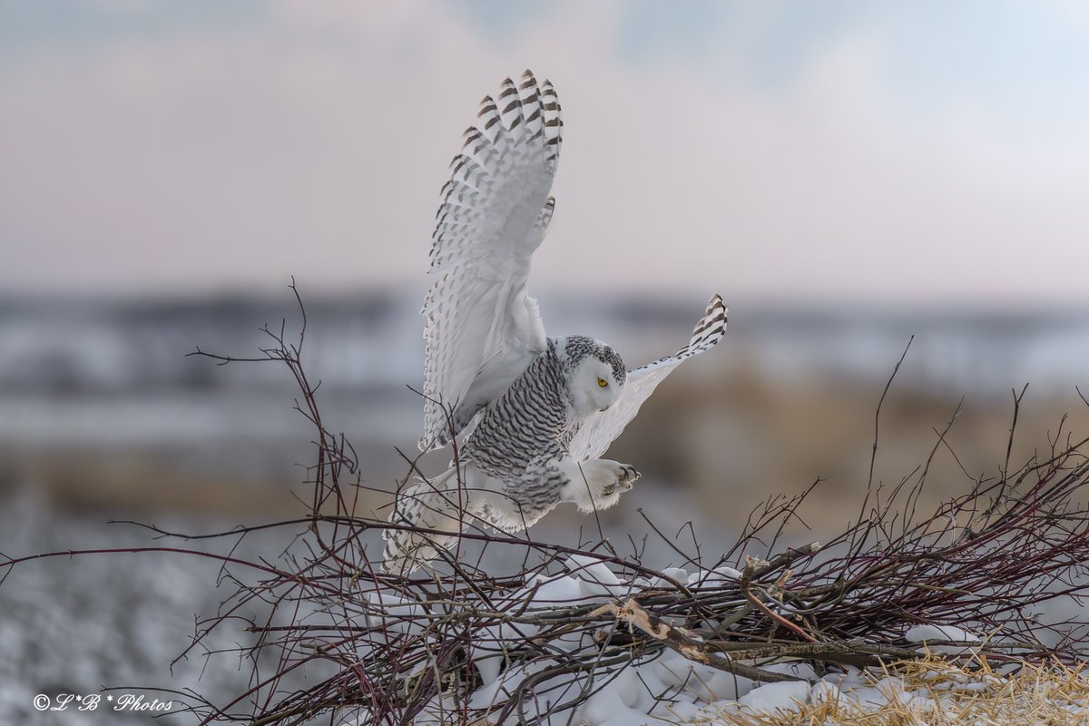 Lorr 333 (@lorr333) on Twitter photo I have promised a few people a photo of a #SnowyOwl, so here you go! Snowy Owl landing! Photo taken in #Ontario #Canada. #birds #naturephotography #birdsofX #BirdsSeenIn2025 #winter <a href="/ThePhotoHour/">#ThePhotoHour</a> I have promised a few people a photo of a #SnowyOwl, so here you go! Snowy Owl landing! Photo taken in #Ontario #Canada. #birds #naturephotography #birdsofX #BirdsSeenIn2025 #winter <a href="/ThePhotoHour/">#ThePhotoHour</a>