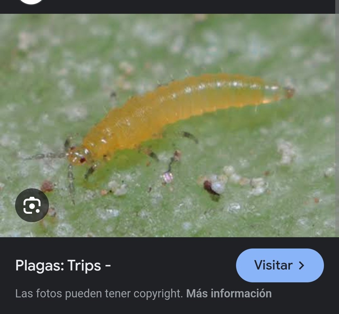 J. Rodrigo Torres tweet media